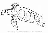 Turtle Hawksbill Draw Drawing Step Turtles Make Animals Tortoises Tutorials Drawingtutorials101 sketch template