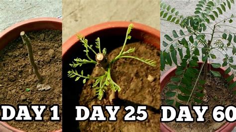 grow curry leaf plant  cuttings  novemberdecember