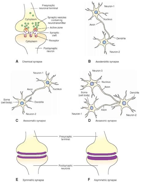 synaptic transmission  neuron part