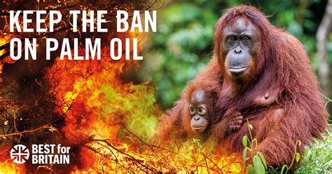 Palm Oil Orangutans