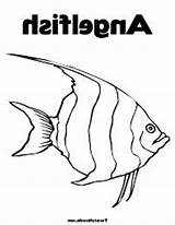 Angel Fish Coloring sketch template