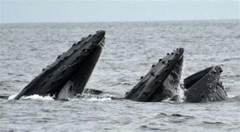 Monterey Bay Aquarium Whales Are In The News Here At
