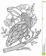 Zentangle Toucan Tucano Boek Kolibri Vecteur Oiseau Adulti Uccello Mandalas Adultes Stilisierte Schwarzen Kleurplaten Toekan Kleurend Gezeichnet Tukan Kleurende sketch template