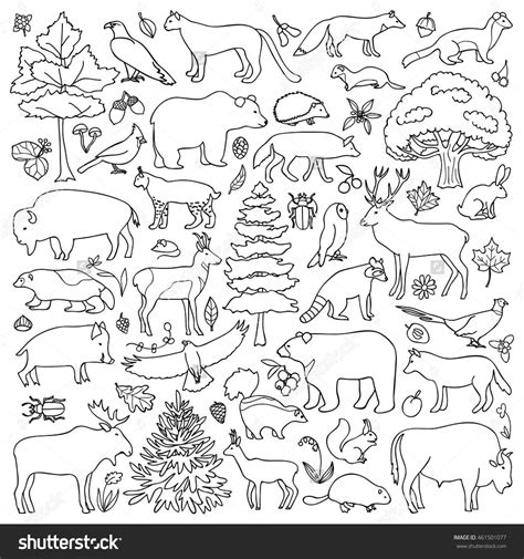 forest animal coloring pages   thousand photographs