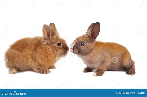 baby rabbits stock photo image