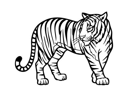 white bengal tiger drawing  getdrawings
