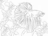 Betta Coloring Fish Drawing Printable Pages Getdrawings sketch template