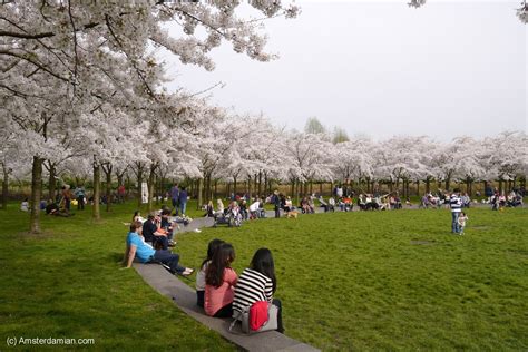 cherry blossoms  amsterdamse bos amsterdamian amsterdam blog