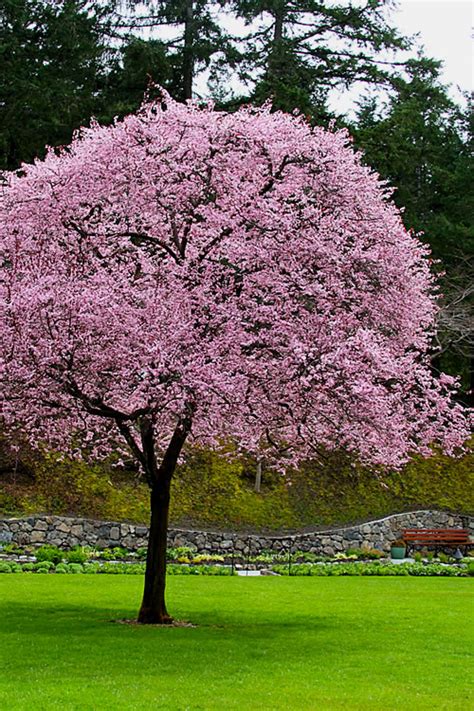 ramona  grieco flowering plum trees  sale newport flowering