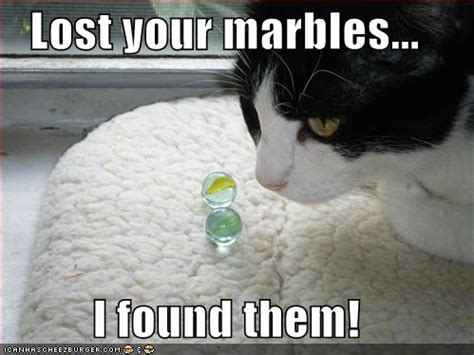 lost  marbles    cheezburger funny memes funny pictures