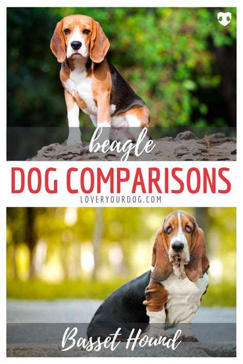 Beagle Vs Basset Hound Comparing Breed Differences