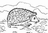 Hedgehog Coloring Pages Colouring Meadow Baby Hedgehogs Pear Holding Happy Print Template sketch template