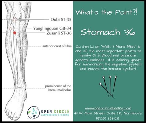 Stomach 36 Acupressure Point For Digestion And Immune