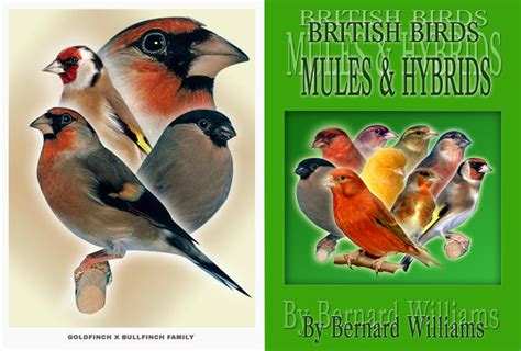 british birds mules  hybrids  bernard williams essex bird centre