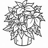 Poinsettia Coloring Getdrawings sketch template