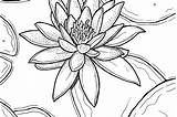 Coloring Lily sketch template