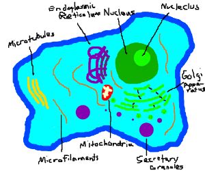cell diagram drawception
