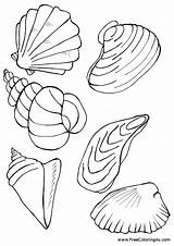 Shells Seashell Homecolor sketch template