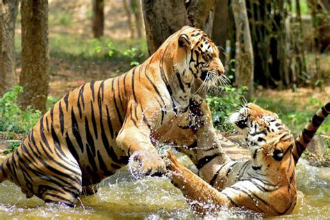 royal bengal tiger images browse  stock  vectors