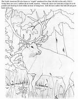 Coloring Pages Rocky Mountain Mountains Elk Drawing Getdrawings Getcolorings Library Popular Insertion Codes sketch template