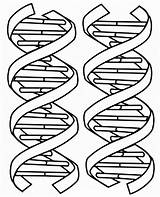 Dna Coloring Pages Double Helix Structure Drawing Printable Molecule Color Sheet Clipart Kids Worksheet Worksheets Cliparts Biology Sheets Science Adn sketch template