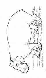 Hippo Mural Hhl Hippopotamus Coloring Janbrett Online Printable Click Subscription Downloads Honey sketch template