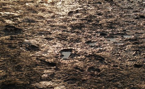 dark brown water moccasin mud