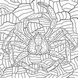 Coloring Geographic Behance Crab sketch template