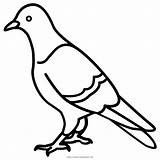 Paloma Pigeon Colorear Columbidae Feral Pigeons Pombo Ausmalbild sketch template