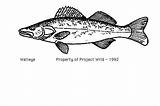 Walleye Clipart Pickerel Fish Coloring Pages Clip Cliparts Fishing Library Dakota North Gif sketch template