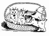 Chaton Chatons Corbeille Coloriages Kitten Kittens Basket Colorier 1901 Bébé Humour sketch template