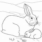 Coloring Baby Pages Hare Arctic Mother Animals Printable Color Supercoloring Clipart Hares Animal Fox Sheets Mom Template Drawing Online Cliparts sketch template