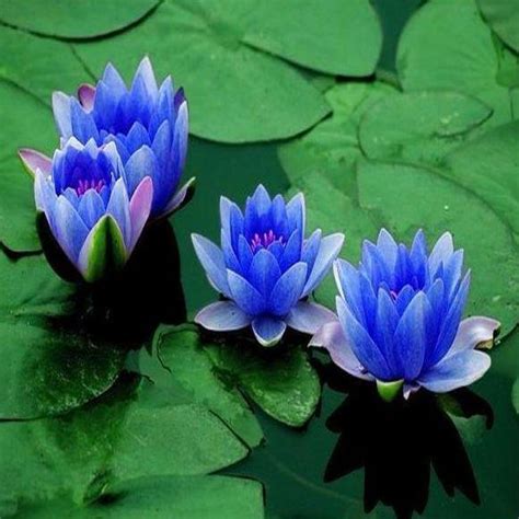 2020 Hydroponic Pot Plants Flower Water Lily Species Of