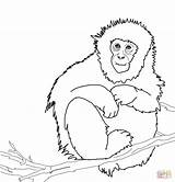 Macaco Macaque Howler Macaques Monkeys Giapponese Japonés Ausmalbild sketch template