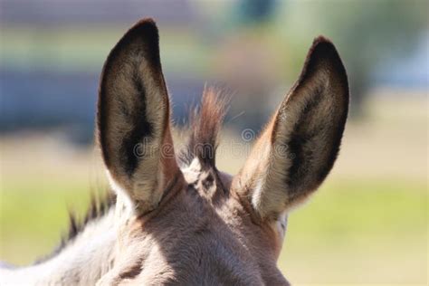 donkey ears  mane stock photo image  face mane