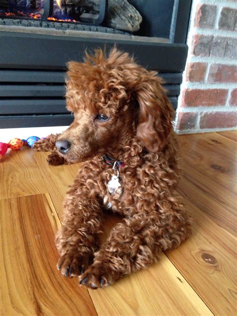 charlie red miniature poodle  months  dogs    pinterest poodle