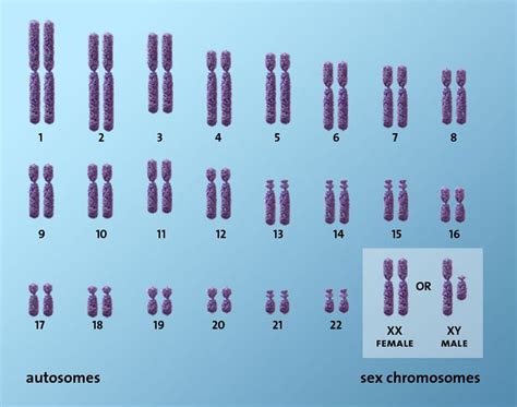 How Many Pairs Of Chromosomes Are Present In Human Class 12 Biology Cbse