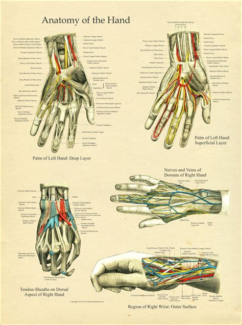 hand  wrist anatomy poster