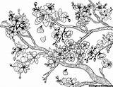 Blossom Cherry Coloring Pages Adult Tree Printable Colouring Blossoms Coloringgarden Flower Trees Pdf Board Japanese Drawing Book Sheets Flowers Drawings sketch template