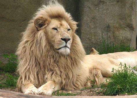 kingdom  lions lion photo gallery white lion