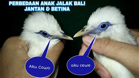 gambar burung jalak bali jantan gambar burung