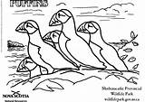Coloring Pages Puffins Puffin Resources Natural Newfoundland Edupics Popular Stained Glass Getcolorings Printable Large sketch template