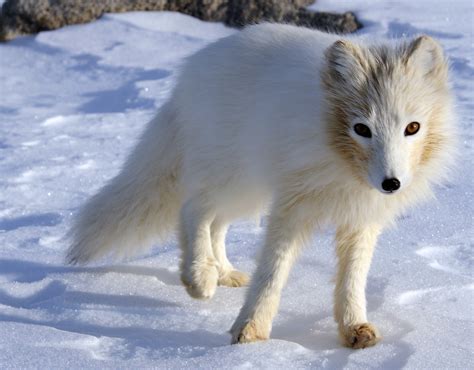 arctic fox facts  adaptations vulpes lagopus alopex lagopus