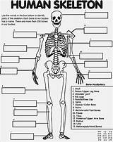 Skeleton Coloring Human Pages Printable Anatomy Kids sketch template