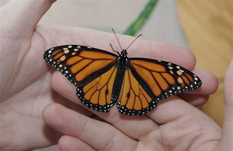 How To Raise Monarch Butterflies Part 1 Of 3 Sybil