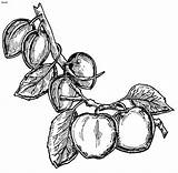 Coloring Plum Pages Vegetables Fruits Corn Lemon sketch template