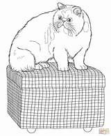 Coloring Cat Persian Pages Printable Cats Online Color Persain Lazy Designlooter Main Version Click Kids Supercoloring Drawing Popular Adults Categories sketch template