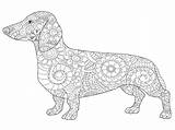 Coloring Vector Dachshund Adults Book Dog Adult Illustration sketch template