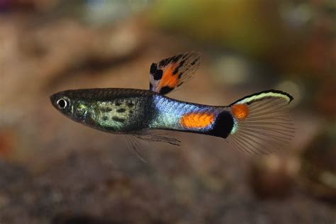 guppy care requirements profile pet fish place