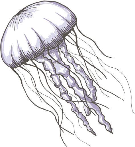 jellyfish drawing ubicaciondepersonascdmxgobmx